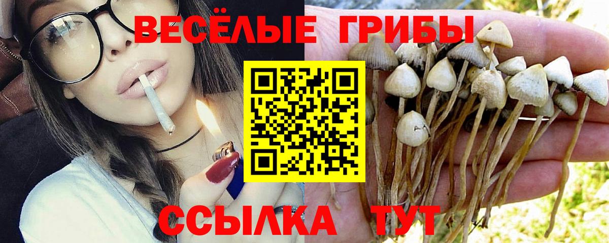 Псилоцибиновые грибы Cubensis Минусинск